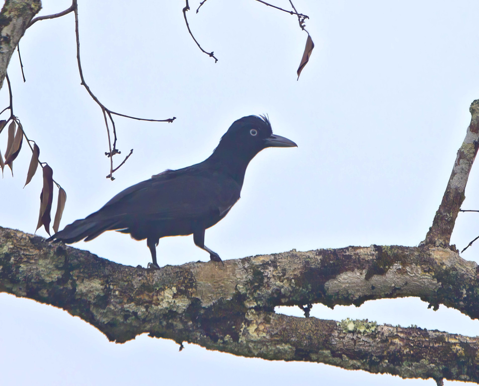 image Amazonian Umbrellabird